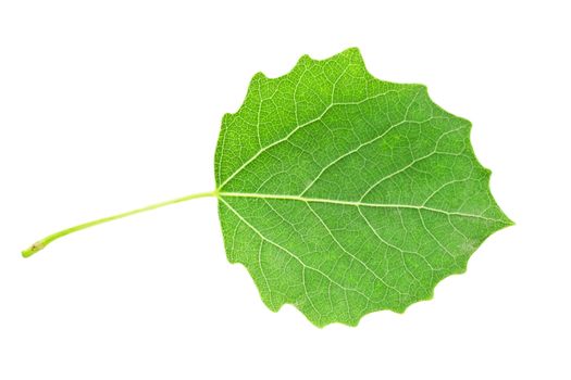 Beautiful macro photo of aspen leaf, isolated on white background