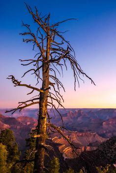 Colorful sunrise at Grand canyon with dry tree foreground, Arizona, USA