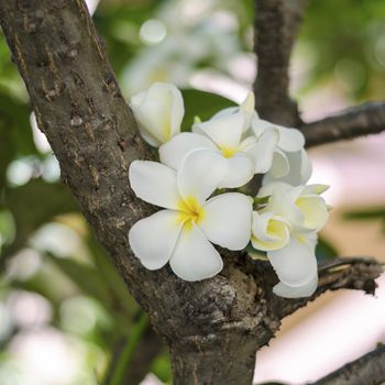 beautiful Frangipani flowers on tree