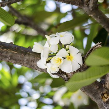 beautiful Frangipani flowers on tree