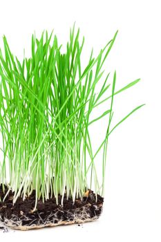 Green grass showing roots, on a white background.