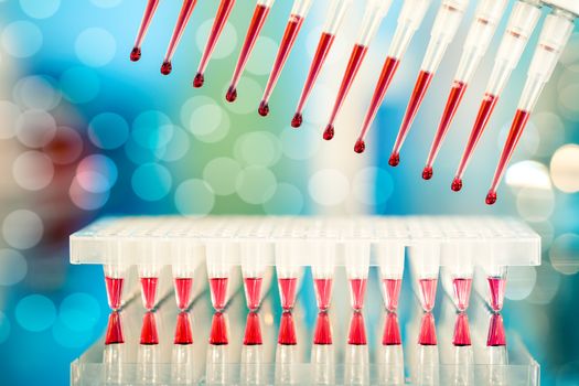 Multichannel pipette tips filled in with reaction mixture to amplify DNA in plastic wells