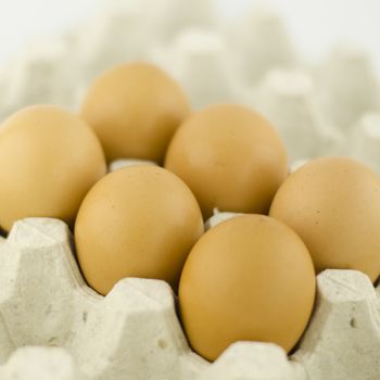 chicken egg in panel eggs