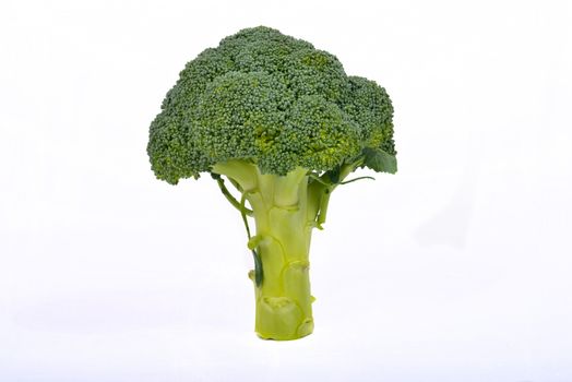 broccoli on the white background