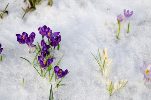 group of small violet crocuses on frozen snow in garden