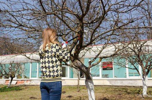 back view of young women cut old dry fruit tree branch with big garden secateur, seasonal spring garden work