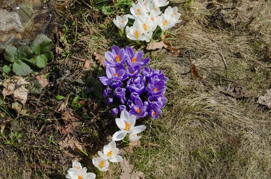 group of nice colorful early spring crocus flowers in garden