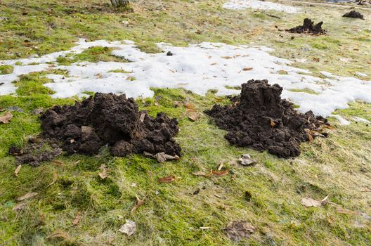 garden pest moles freshly dug molehill on fresh ground in early spring
