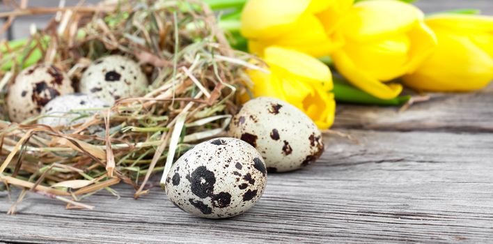 quail eggs with tulips on wooden background