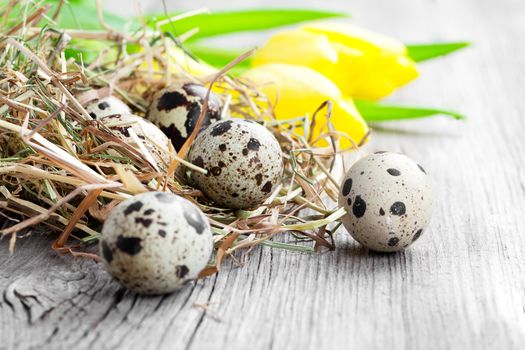 quail eggs with tulips on wooden background