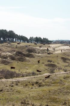 Cattle scottish Highlanders, Zuid Kennemerland, Netherlands