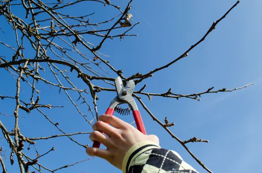 woman hand hold garden secateur for pruning the apple try tree branches, seasonal spring garden work