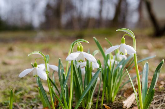 first spring flowers white snowdrops with slender green leaves grow in ground