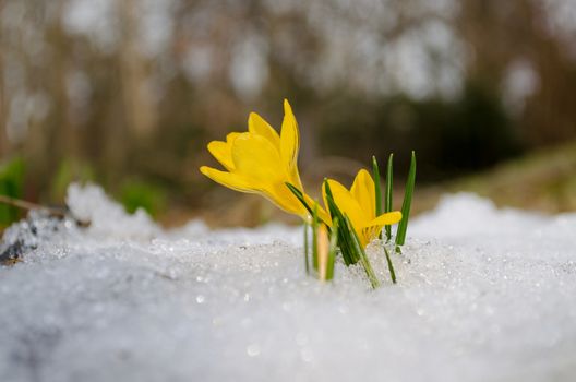 delicate yellow crocuses first spring flowers rise up from the snow in sun