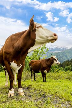 Cow, farm animal in the french alps, Abondance race cow, savy, beaufort sur Doron