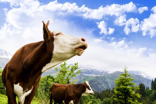 Cow, farm animal in the french alps, Abondance race cow, savy, beaufort sur Doron