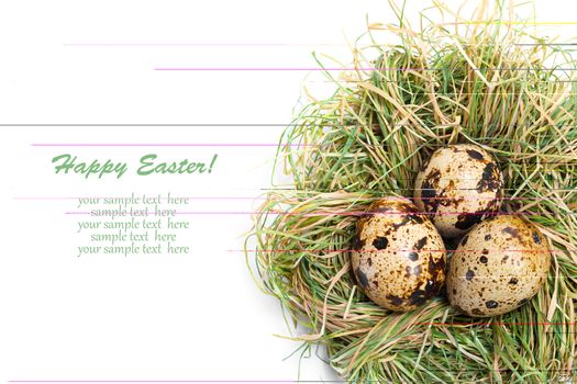 quail egg in nest isolated on white background