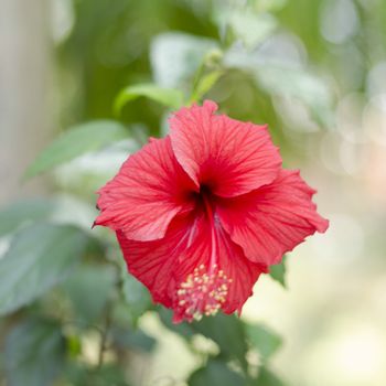 red Hibiscus flower in nature and forest