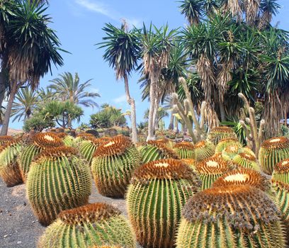 cactus garden in Fuerteventura