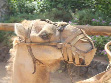 Camel with muzzle