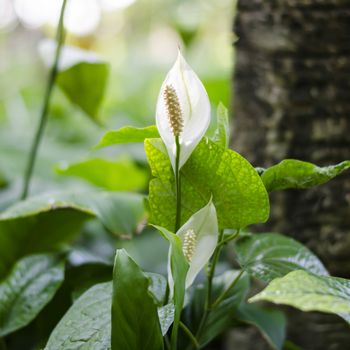 small spadix in the forest