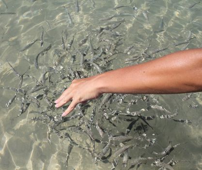 Feeding fishes on shallow beach water