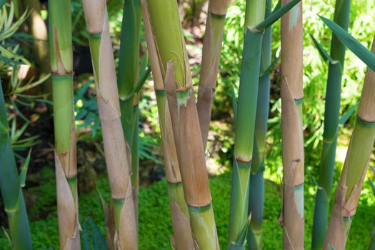 Green Bamboo Grove in an Asian forest