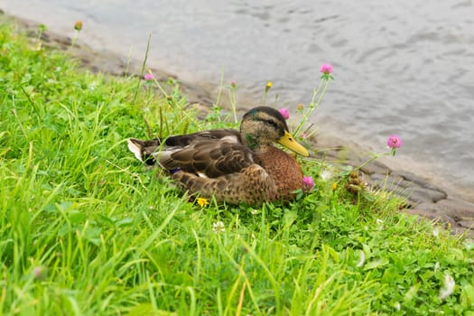 Duck on the banks of the canal