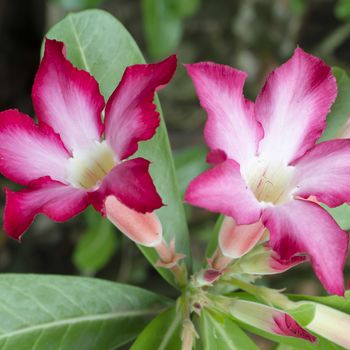 asia desert rose in nature