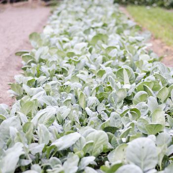 garden of mini kale in country