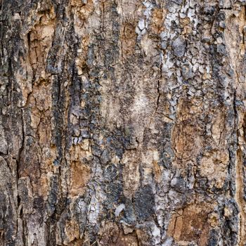 Bark wood texture and background