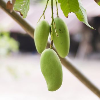 green mango on tree in asia