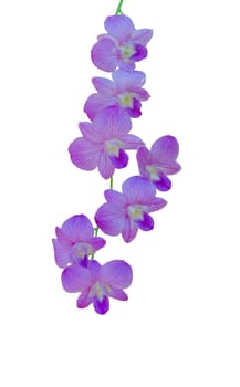 Purple orchid. On a white background.