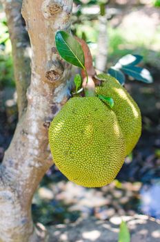 Green jackfruit on tree in thailand