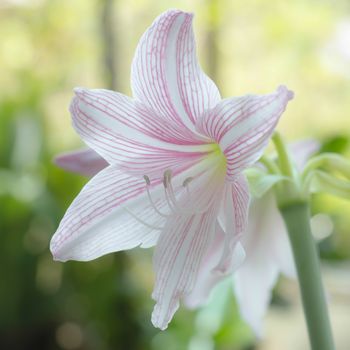 beautiful Hippeastrum johnsonii in nature