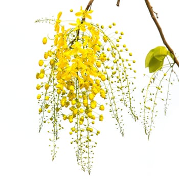 Golden Shower flower on isolated white background