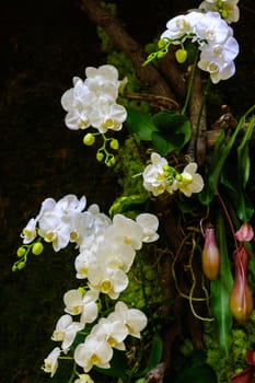 white orchid blooming in Sanya on winter season.