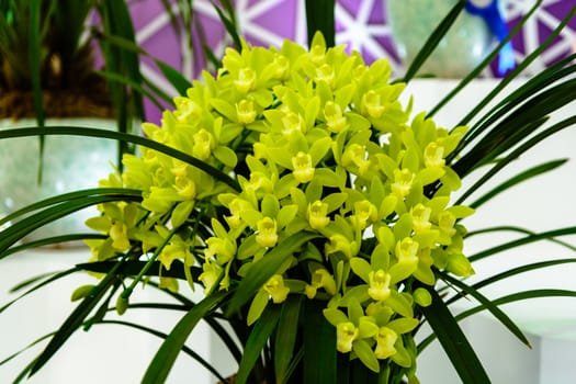 yellow orchid blooming in Sanya on winter season.