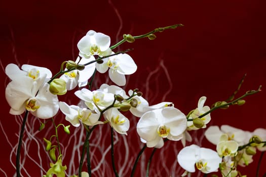 white orchid blooming in Sanya on winter season.