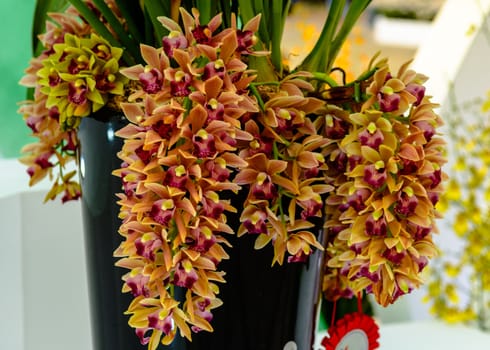 yellow pink orchid blooming in Sanya on winter season.