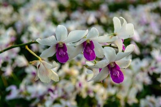 white orchid blooming in Sanya on winter season.