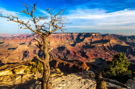 Landscape view of Grand canyon with dry tree in foreground, Arizona, USA