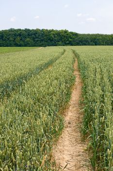 Technological tracks for crops processing on ripening wheat field in early summer
