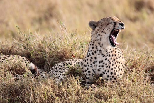 Cheetah yawning in the Masai Mara reserve in Kenya Africa