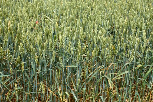 Green ears of wheat on the field in ripening period in summertime