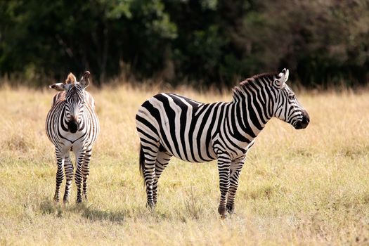 Grevy s zebra in the Masai Mara reserve in Kenya Africa