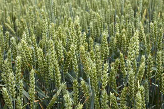 Green wheat ears close-up on the field in ripening period in summertime