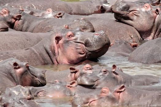 Hippopotamus in the Mara river in the Masai Mara reserve in Kenya Africa