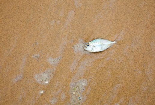 Dead fish on a sea shore