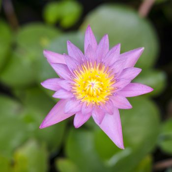 Pink Lotus in pond focus on lotus